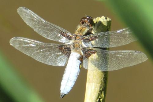 Libellula depressa